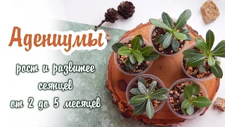 Адениумы из семян | Рост и развитее сеянцев от 2 до 5 месяцев