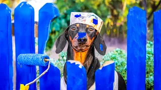 Grandpa's Little Helper! Cute & funny dachshund dog video!