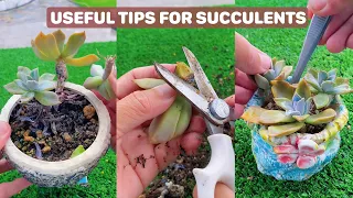6 Useful Tips For Your Succulents | 6 Mẹo chăm sóc sen đá|  多肉植物| 다육이들 | Suculentas