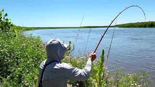 The BEST TASTING FISH That No One Eats!! (Shore Fishing)