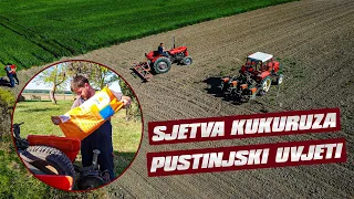 Sjetva kukuruza u pustinjskim uvjetima