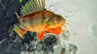 ОКУНЬ НА МОРМЫШКУ ПОДВОДНЫЕ СЪЁМКИ. РЫБАЛКА НА БЕЗМОТЫЛКУ