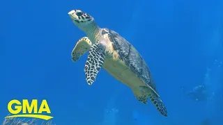 The technology that helps keep sea turtles thriving in Nicaragua l GMA