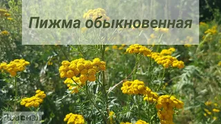 Пижма обыкновенная - описание, применение, лечебные свойства. Видеоблог Лоариэл