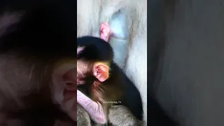 Cute baby monkey clings mother for milk 004 #shorts