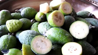 Что за фрукт фейхоа и как его едят / Fruits of Azerbaijan - Feijoa