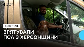 "Він переляканий такий був, тремтів": волонтери з Чернігова врятували собаку з Херсонщини
