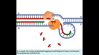 Leading Strand and Lagging Strand in DNA replication