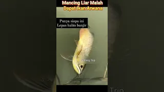 Mancing Liar Malah Dapat Ikan Arwana // Ikan Sultan #fishingvideo #fishing