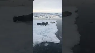 Best hunting seals in tasiilaq Greenland