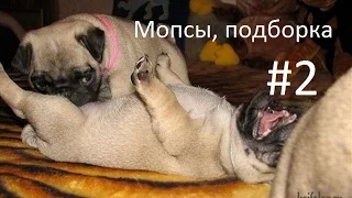 Приколы с Мопсами - ТОПовая подборка!