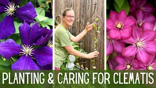 4 New Varieties of Clematis 🌺 || 3 Groups of Clematis || Planting & Caring For Clematis