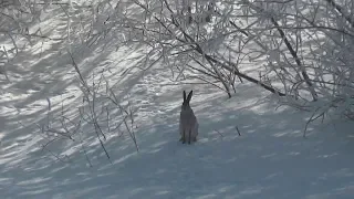 Охота на зайцев разрешена в Якутии после длительного запрета