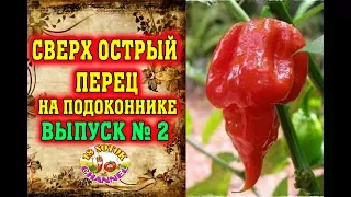 Сверх острый перец на подоконнике Часть 2