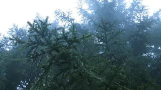 Rain in Spruce Forest, Fog, Swaying Branches in Wind - Sounds for Deep Sleep, Relaxation 10 Hours