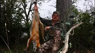 Bowhunting Australia (pigs and foxes)