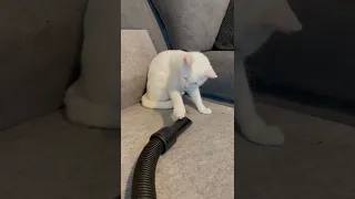 Cat's Face Gets Sucked Up in Vacuum || ViralHog