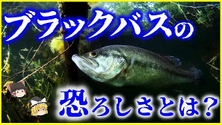 【ゆっくり解説】強すぎる生命力と繁殖力…「ブラックバス」の恐ろしさとは？を解説/日本にやってきた経緯と在来種への影響