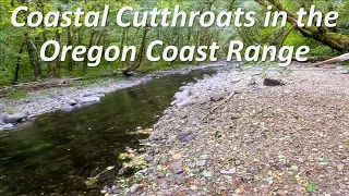 Coastal Cutthroats: Fly Fishing In The Oregon Coast Range