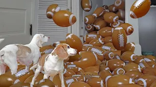 Dogs Surprised with Footballs! Funny Dogs Get HUNDREDS of balls for Superbowl Football Game