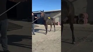 Полшадан Келган той Сотилади🔥продаётся сласка🔥#shorts#horse