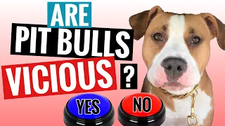 Dog Anwers Questions Using Talking Buttons [The Truth About Pit Bulls Pt1]