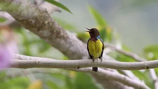 Brown-throated sunbird call sound