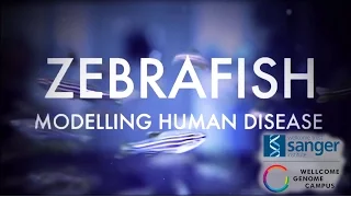 Zebrafish: Modelling human disease - Sanger Institute