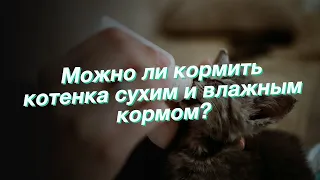 Можно ли кормить котенка сухим и влажным кормом?