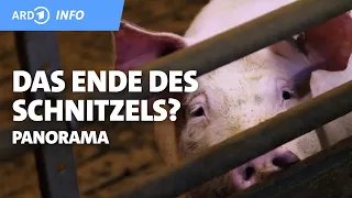 Das Ende des Schnitzels? | Panorama | NDR