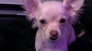 Alizabeth my Chihuahua wants a walk!