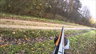 Driven hunting - Roe deer with shotgun