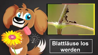 🐶 Wie am besten Blattläuse bekämpfen?– Mit diesen einfachen Mitteln und Tipps klappt es!