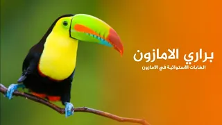 amazon wilds discover tropical rainforest land animals | Quest Arabiya