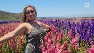 Lompoc, California | dress up at the flower field #hmong