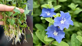 How to Propagate and Grow Blue Daze flowers in Water to Decor Home and Office