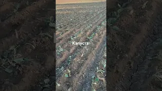 гектар капусты