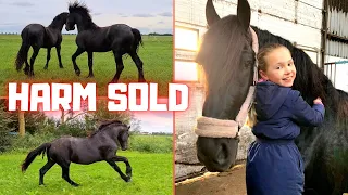 Harm is sold. How is he doing now? Hendrik is also for sale. Friesian Horses.