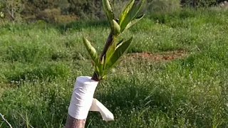 Injerto de púa en frutales fácil y bien explicado