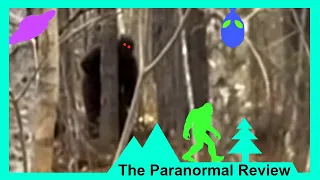 HIKER RECORDS BIGFOOT SASQUATCH LOOKING AROUND TREE! A VERY CLOSE ENCOUNTER! Breakdown in 4K