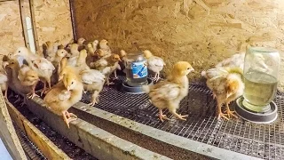 Выращивание Цыплят Температура в Брудере для Цыплят - zolotyeruki