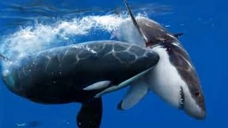 Orcas Attack Great White Shark - Neptune Islands, South Australia.