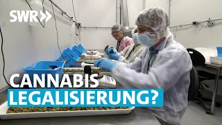 Kiffen ohne Reue? Wie sinnvoll die Cannabis-Legalisierung ist | SWR Zur Sache! Rheinland-Pfalz