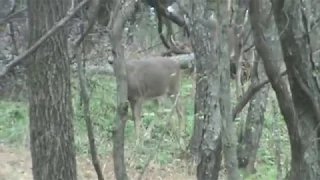 Unbelievable rut footage. Big buck breeds doe.