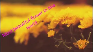 The Most Beautiful Flowers Collection 8K ULTRA HD / 8K, 4K