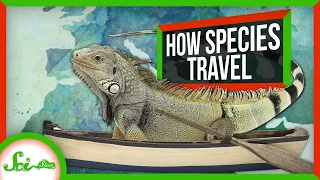 How Did You Get Here?! (Unexpected Ways Species Travel the World)