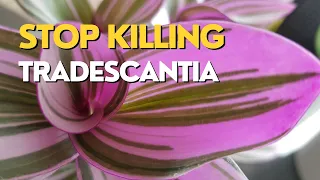 What's Wrong With My Inch Plant | Tradescantia Care Guide
