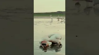 Greedy pelican
