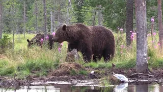 Heinäkuinen retki Kuhmoon karhujen ja susien valtakuntaan, ahman kera. 2021.