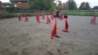 Newfoundland agility